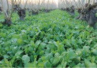 [連鎖餐飲加盟]如意餛飩：薺菜蝦仁餛飩，春日滿滿的一碗幸福